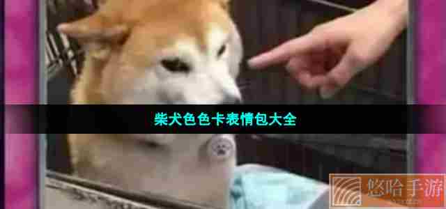 柴犬色色卡表情包大全